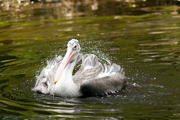 Image showing Young pelican