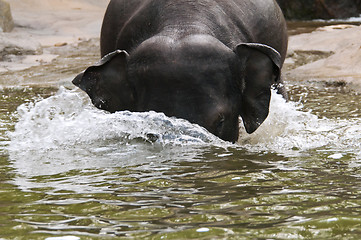 Image showing Elephants in the water