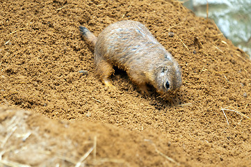 Image showing Black-tailed prairie dog