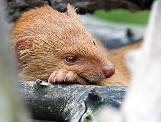 Image showing Mongoose