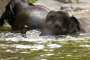 Image showing Two elephants in the water