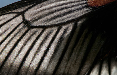 Image showing Butterfly wing