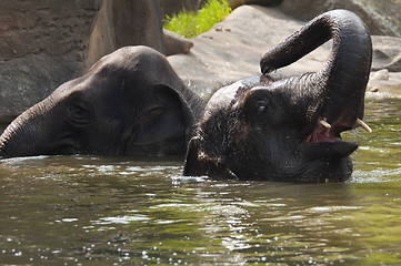 Image showing Two elephants in the water