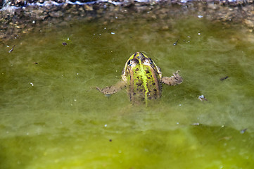 Image showing Frog