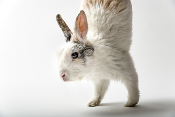 Image showing Rabbit on white