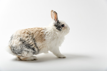 Image showing Rabbit on white