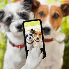 Image showing selfie dogs