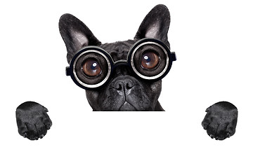 Image showing crazy french bulldog with banner