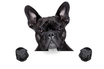 Image showing french bulldog with banner