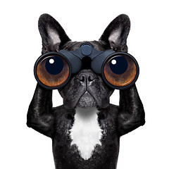 Image showing dog looking through binoculars 