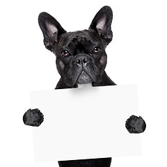 Image showing french bulldog with banner