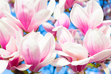 Image showing Magnolia tree blossom.