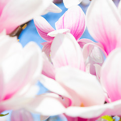 Image showing Magnolia tree blossom.