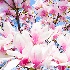 Image showing Magnolia tree blossom.