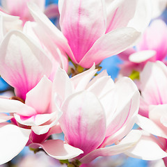 Image showing Magnolia tree blossom.