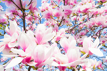 Image showing Magnolia tree blossom.