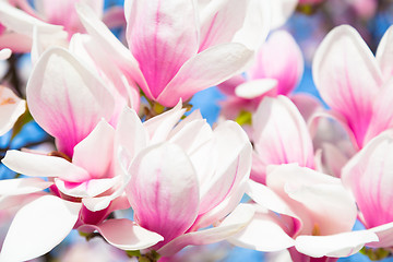 Image showing Magnolia tree blossom.