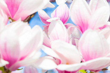 Image showing Magnolia tree blossom.