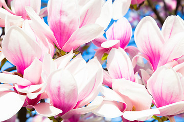 Image showing Magnolia tree blossom.