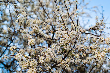 Image showing white cherry blossom