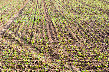 Image showing fresh plants in plantation field