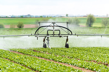 Image showing watering lettuce fields