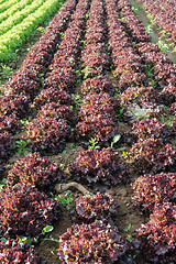 Image showing lettuce fields