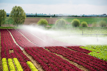 Image showing watering lettuce fields