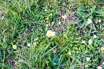 Image showing Daisies and wild flowers