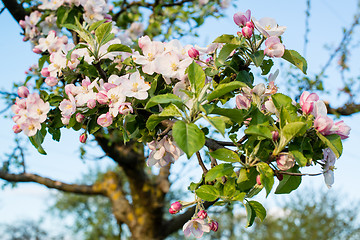 Image showing apple blossom