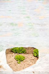 Image showing Young Green Lettuce in the greenhouse