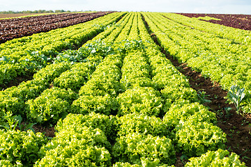 Image showing lettuce fields