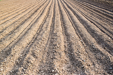 Image showing freshly planted potatoes