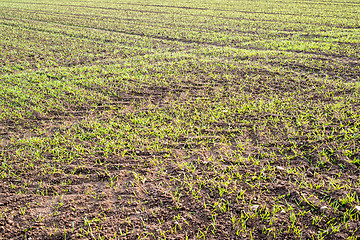 Image showing fresh plants in plantation field