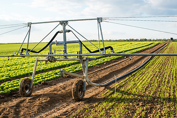 Image showing irrigation on lettuce fields