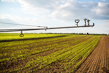 Image showing irrigation on lettuce fields