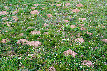 Image showing Molehill lawn