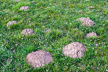 Image showing Molehill lawn