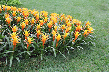 Image showing Yellow flowers guzmania2