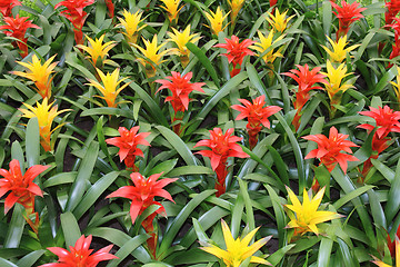 Image showing Yellow and red guzmania