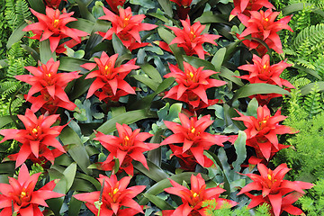 Image showing Red flowers guzmania