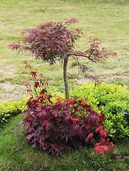 Image showing Dwarf bonsai tree