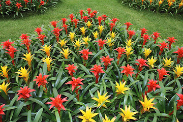 Image showing Yellow and red guzmania2