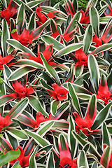 Image showing Flowers cryptanthus2