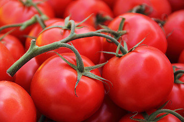 Image showing Tomato