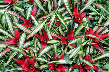 Image showing Flowers cryptanthus