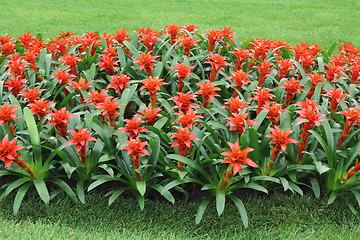 Image showing Red flowers guzmania2