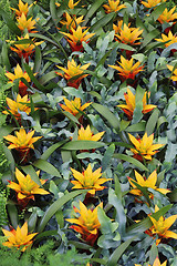 Image showing Yellow flowers guzmania