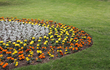 Image showing Yellow and orange  flowers