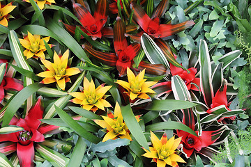 Image showing Yellow and red guzmania3